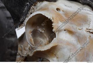 mouflon skull 0017